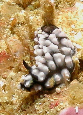 Phyllidiella cooraburrama